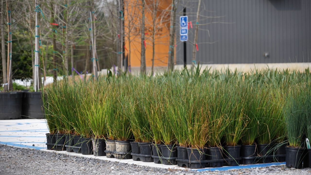 Get It Growing: Use native wetland plants in soggy landscape areas